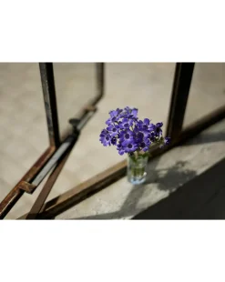 Sony SEL50F18F E Mount 50 mm f/1.8 Full Frame Prime Lens